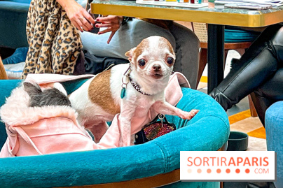 Le Doggy Brunch : le brunch gourmand entre chiens et maîtres à l'hôtel Kimpton Saint Honoré Paris