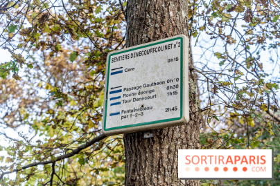Randonnée à Fontainebleau : le sentier sur les pas de Denecourt jusqu’à la Tour Denecourt -  A7C7556
