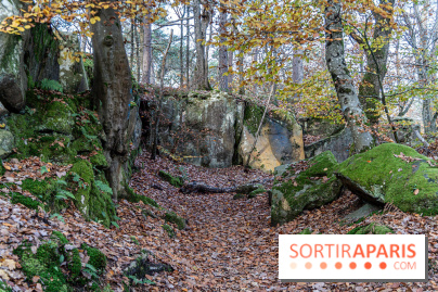 Randonnée à Fontainebleau : le sentier sur les pas de Denecourt jusqu’à la Tour Denecourt -  A7C7562