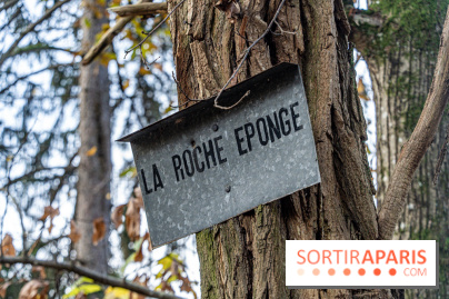 Randonnée à Fontainebleau : le sentier sur les pas de Denecourt jusqu’à la Tour Denecourt -  A7C7572