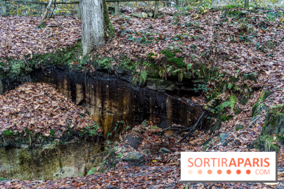 Randonnée à Fontainebleau : le sentier sur les pas de Denecourt jusqu’à la Tour Denecourt -  A7C7576