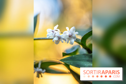 Mille et une orchidées 2025 - les photos