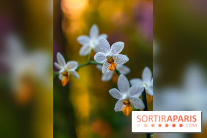 Mille et une orchidées 2025 - les photos