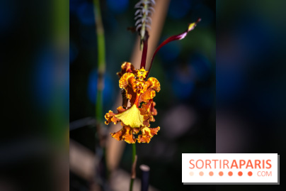 Mille et une orchidées 2025 - les photos