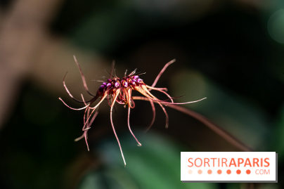 Mille et une orchidées 2025 - les photos