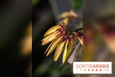 Mille et une orchidées 2025 - les photos