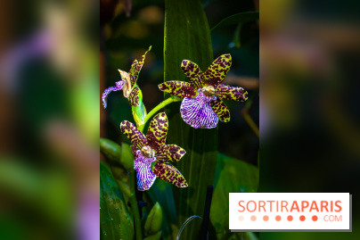 Mille et une orchidées 2025 - les photos