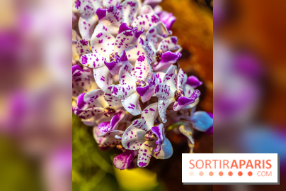 Mille et une orchidées 2025 - les photos
