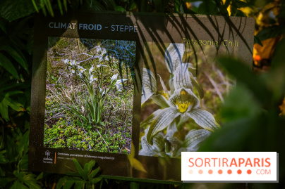 Mille et une orchidées 2025 - les photos