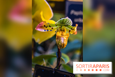 Mille et une orchidées 2025 - les photos