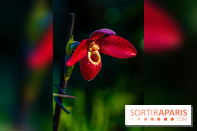 Mille et une orchidées 2025 - les photos