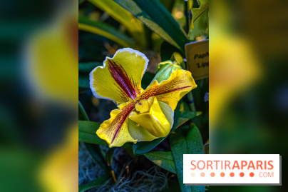 Mille et une orchidées 2025 - les photos