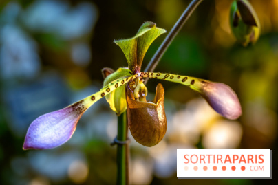 Mille et une orchidées 2025 - les photos