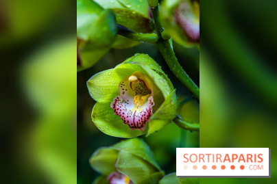 Mille et une orchidées 2025 - les photos