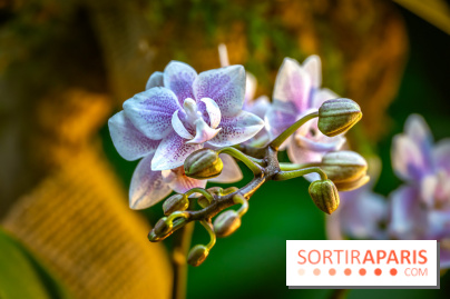 Mille et une orchidées 2025 - les photos