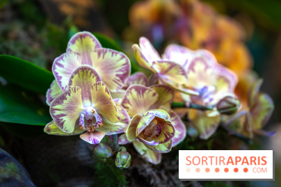 Mille et une orchidées 2025 - les photos