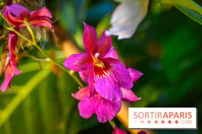 Mille et une orchidées 2025 - les photos