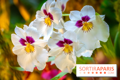 Mille et une orchidées 2025 - les photos