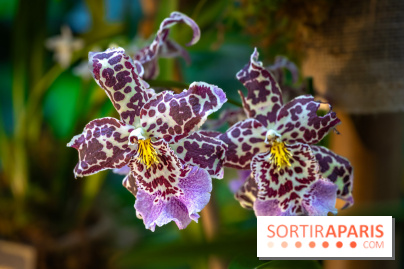 Mille et une orchidées 2025 - les photos