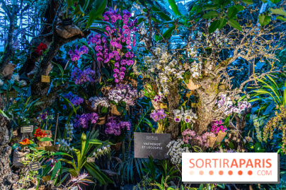 Mille et une orchidées 2025 - les photos