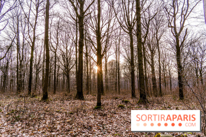 Balade sentier : Conte de Mélida, l'esprit de la forêt en forêt de Méridon (78)