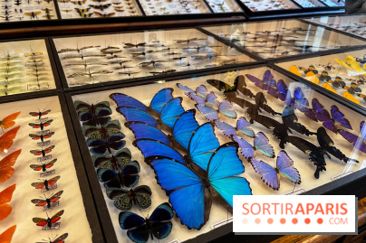 Deyrolle, l'incroyable cabinet de curiosités à Paris - nos photos