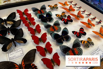 Deyrolle, l'incroyable cabinet de curiosités à Paris - nos photos - image00054