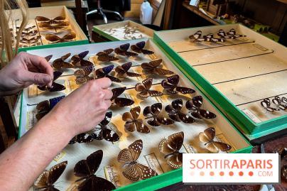 Deyrolle, l'incroyable cabinet de curiosités à Paris - nos photos - image00055