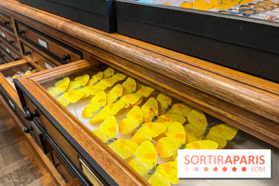 Deyrolle, l'incroyable cabinet de curiosités à Paris - nos photos - image00047