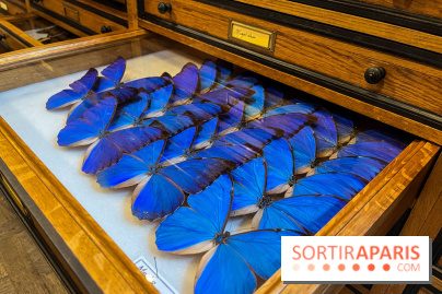 Deyrolle, l'incroyable cabinet de curiosités à Paris - nos photos