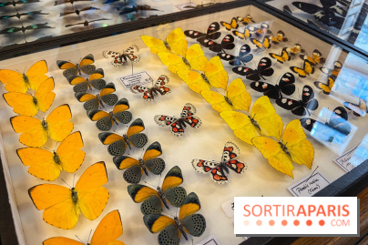 Deyrolle, l'incroyable cabinet de curiosités à Paris - nos photos - image00049