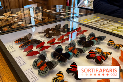 Deyrolle, l'incroyable cabinet de curiosités à Paris - nos photos