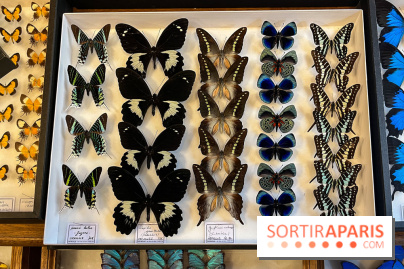 Deyrolle, l'incroyable cabinet de curiosités à Paris - nos photos - image00041