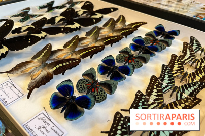 Deyrolle, l'incroyable cabinet de curiosités à Paris - nos photos - image00042