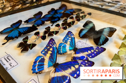 Deyrolle, l'incroyable cabinet de curiosités à Paris - nos photos - image00044