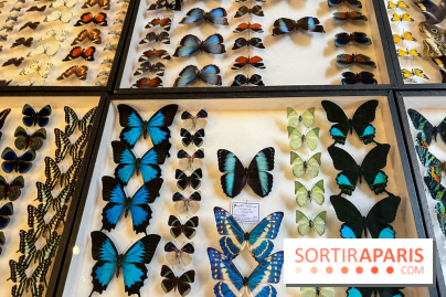 Deyrolle, l'incroyable cabinet de curiosités à Paris - nos photos