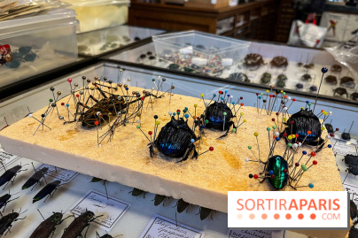 Deyrolle, l'incroyable cabinet de curiosités à Paris - nos photos