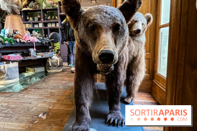 Deyrolle, l'incroyable cabinet de curiosités à Paris - nos photos