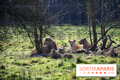 Lumigny Safari Reserve - nos photos - image00047