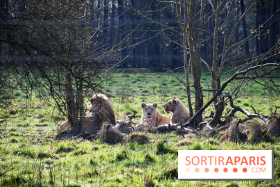 Lumigny Safari Reserve - nos photos - image00048