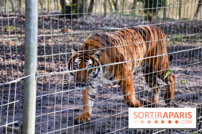 Lumigny Safari Reserve - nos photos - image00045