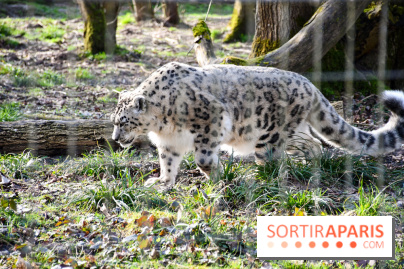 Lumigny Safari Reserve - nos photos - image00041