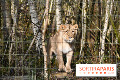 Lumigny Safari Reserve - nos photos - image00022