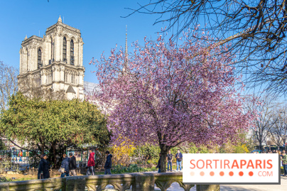 Le Square Viviani devant Notre-Dame de Paris