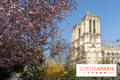 Le Square Viviani devant Notre-Dame de Paris  - A7C03830