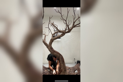 Printemps Canopee Kristaline - CANOPEE LARMES 6  GAEL CLAVIERE @DR