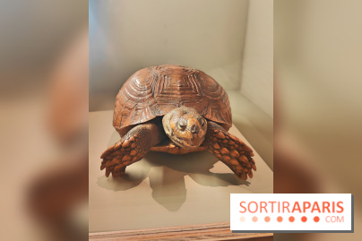 Déserts : l'exposition scientifique se dévoile au Muséum d'Histoire naturelle de Paris - fotor 1743502190807