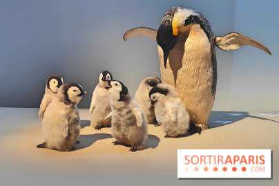 Déserts : l'exposition scientifique se dévoile au Muséum d'Histoire naturelle de Paris