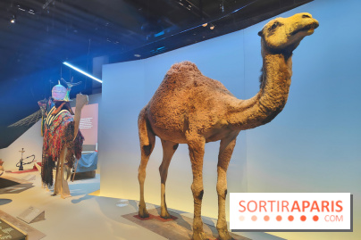 Déserts : l'exposition scientifique se dévoile au Muséum d'Histoire naturelle de Paris