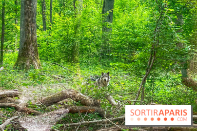 La Forêt des Loups - IMG 2091